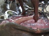 Yemen Hodeida Requin Marché aux Poissons Rushes