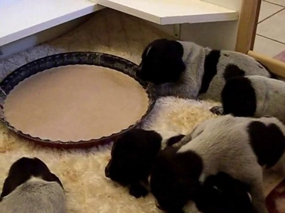 CHCS Drea VH et ses chiots - Apprentissage des Croquettes