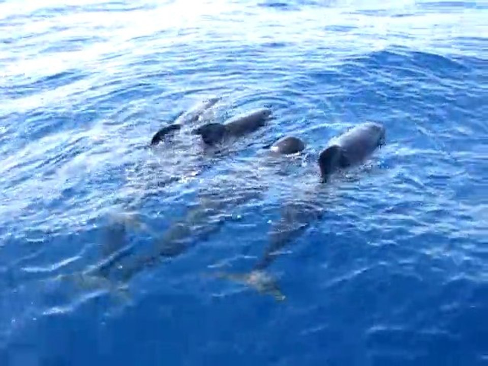 Globicéphales de méditerranée