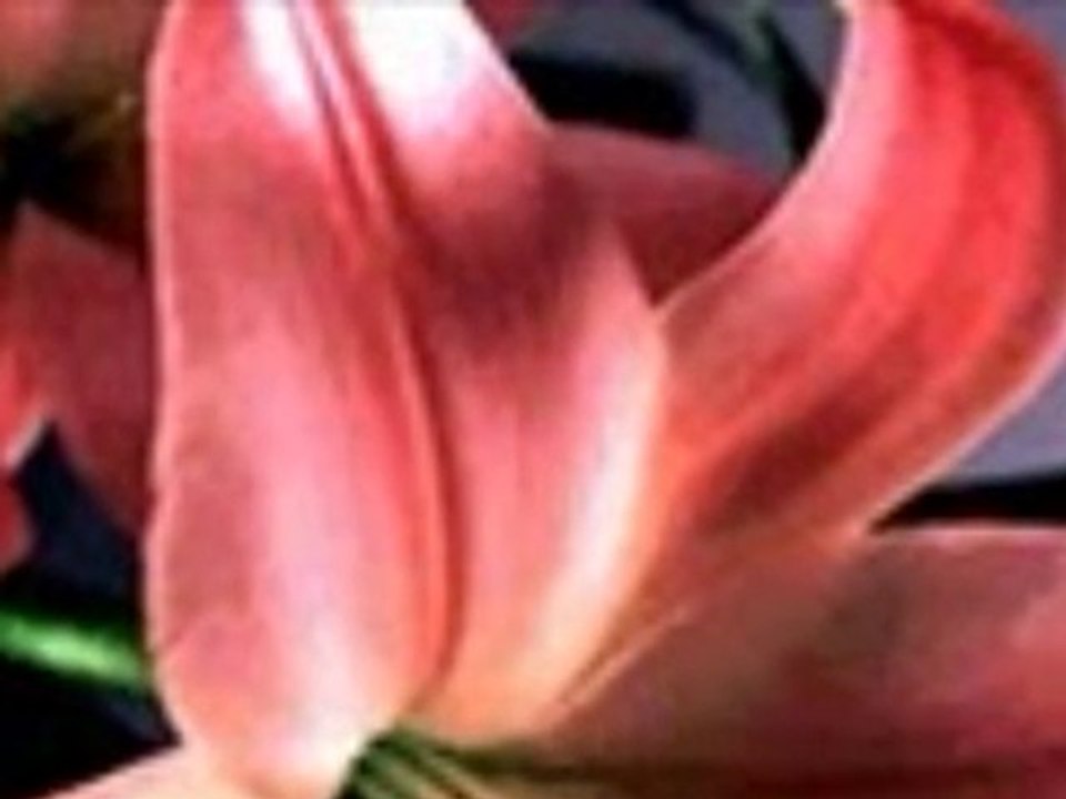 Dj Appi Ft. Mc Halil & F-sane Mc - Kavusamadim Sana