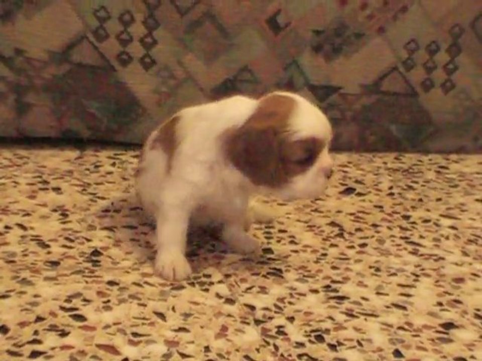 GIVEN des Cavaliers de Saint Clou