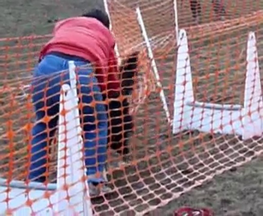 flyball