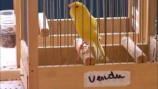 chant du canari malinois/ Malinois canary song