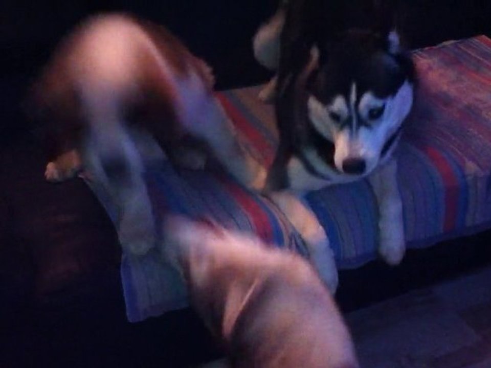 Funky, Fatal et Fjord