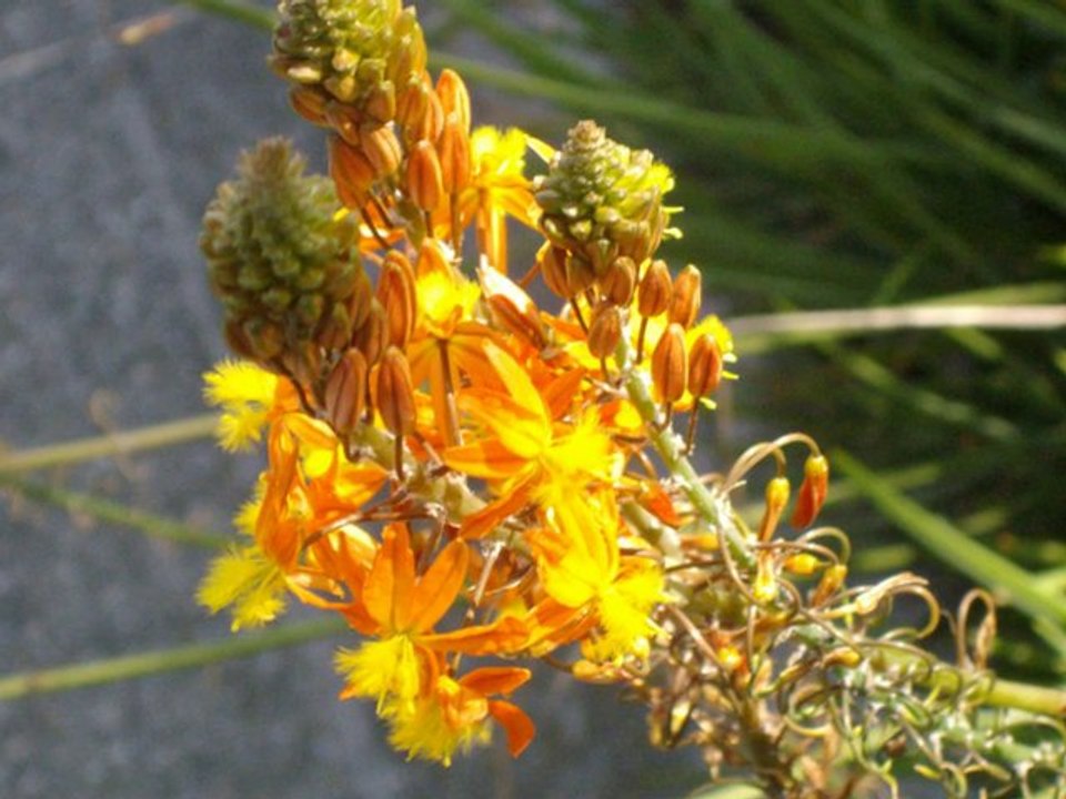 mes fleurs mes beautées