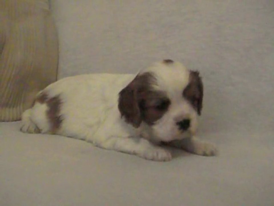 GLYCINE des Cavaliers de Saint Clou