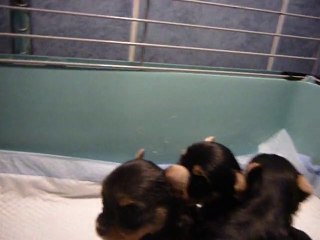 Les petits de Chanel & Dinozzo