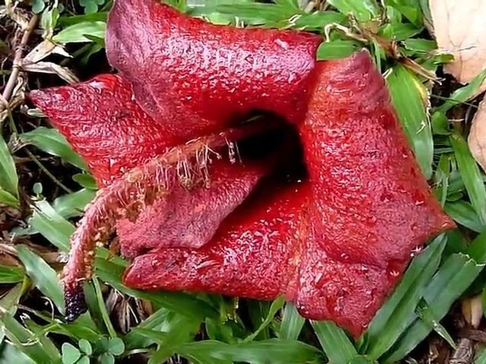 Carlos's Jamaica