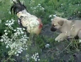 köpek ile horozun xawesorlu