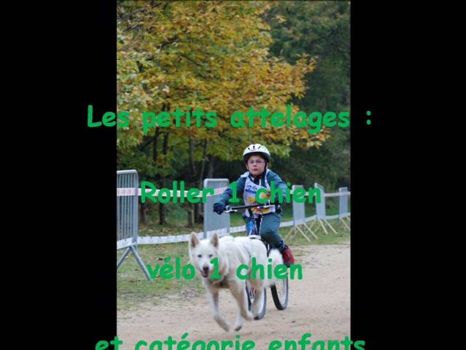 Petites catégories Roller 1 chien Vélo 1 chien et enfants