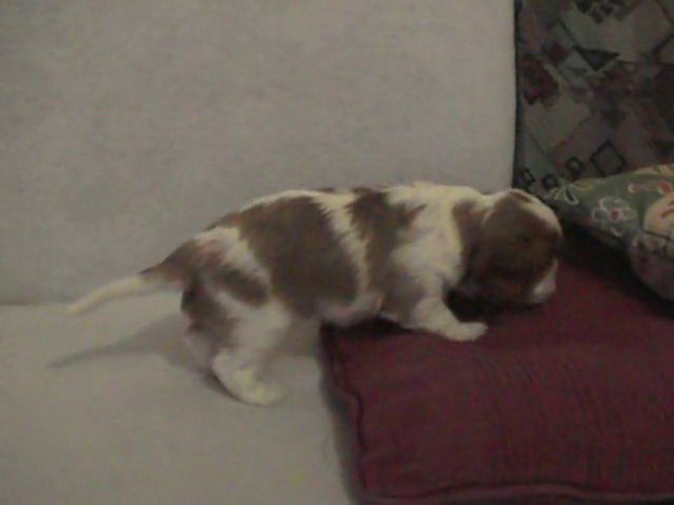 Petit mâle n°2 des Cavaliers de Saint Clou