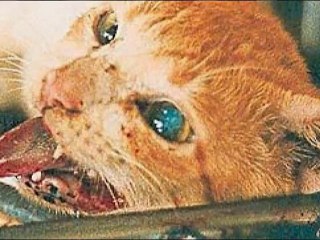 Les Experimentations Sur Les Animaux - Hommes Et Animaux