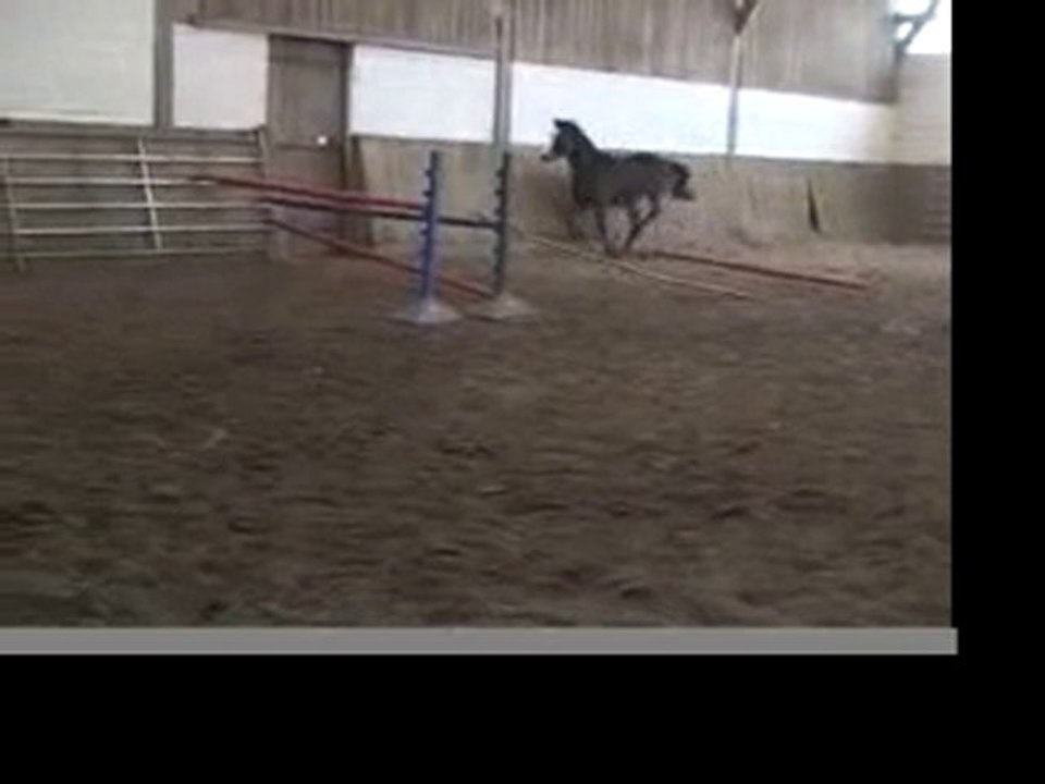 Poulain à l'école, sauts en liberté 30/01/11