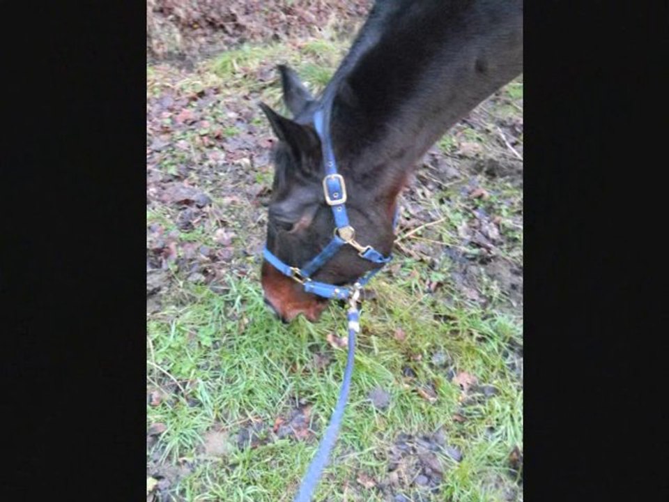 balade à l'étang des moines