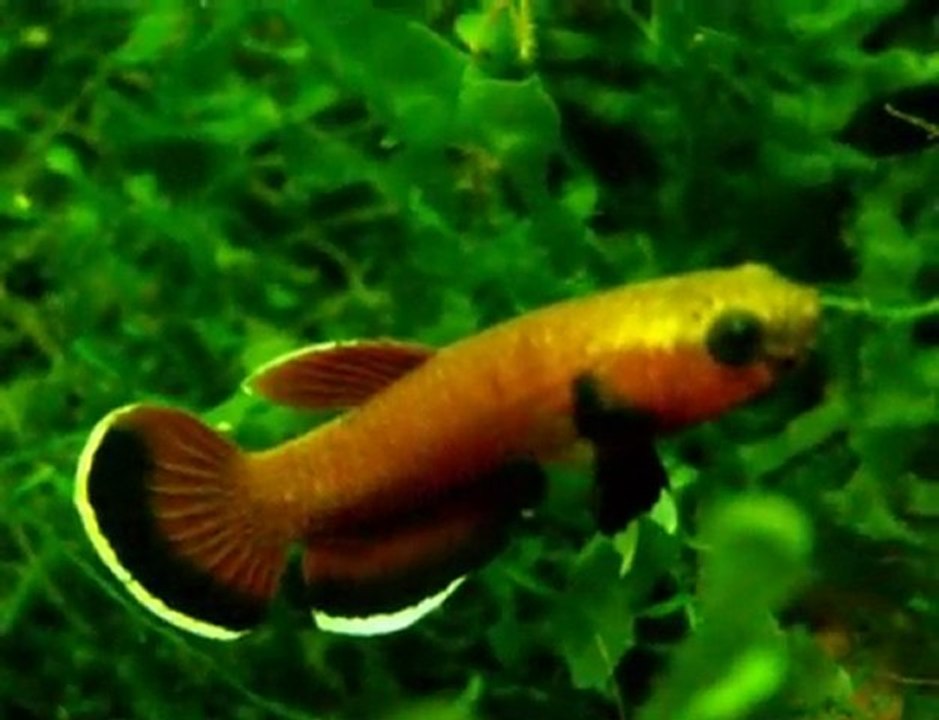 betta channoides