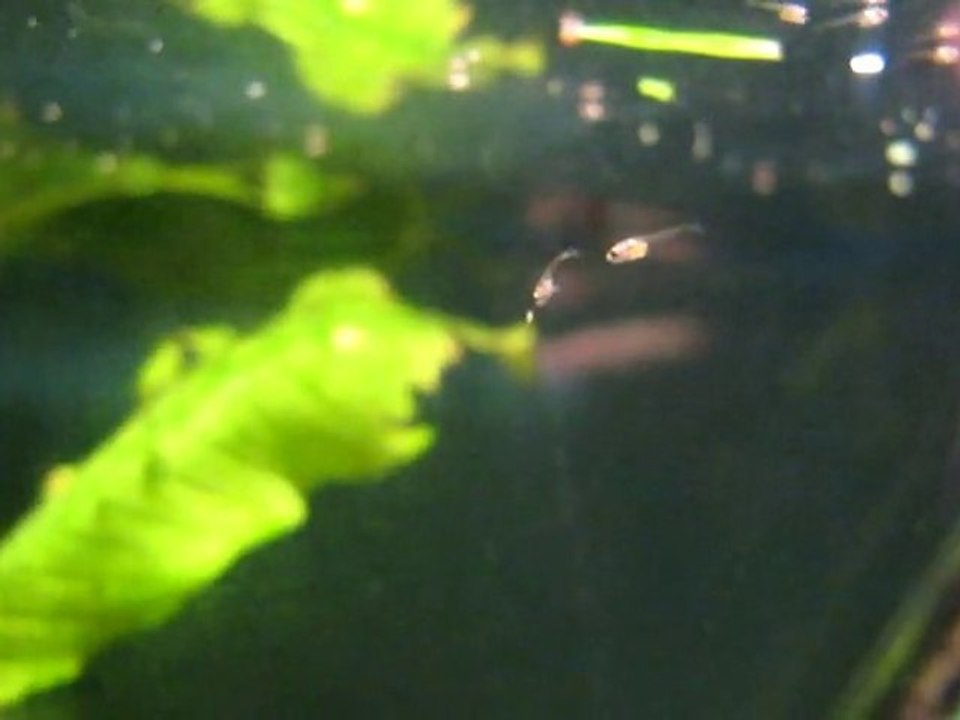 Alevins Betta splendens (repas nauplies artemias)