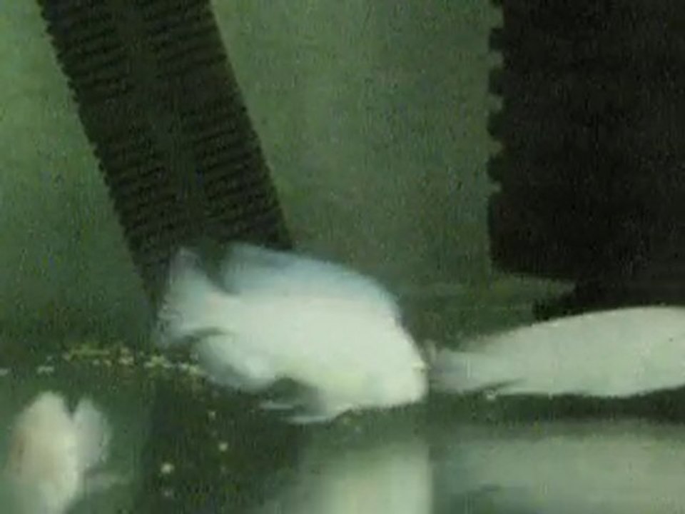 Beyaz Prenses (p. scofoli Albino)