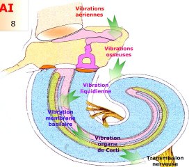 Transmission nerveuse des ondes sonores.
