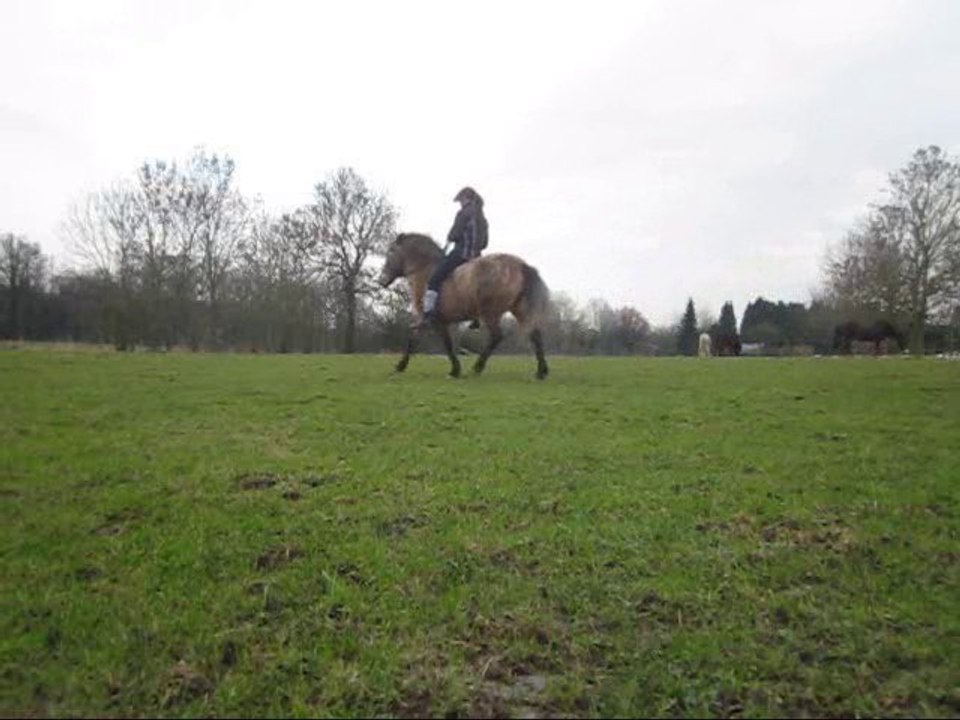 Susu au pas espagnol monté (1)