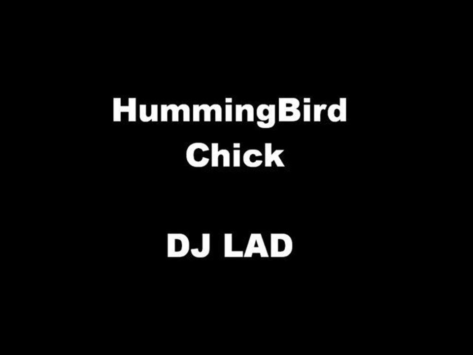Hummingbird chick