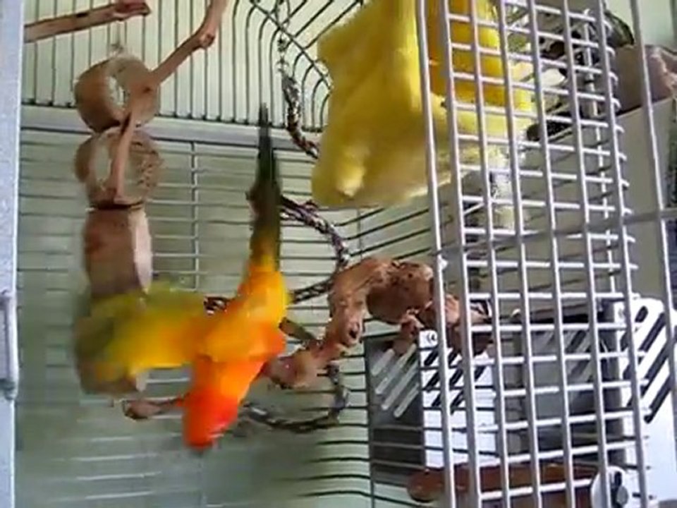 Bird Cages For Sale *New Home*