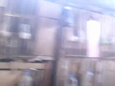 çiftlik 4 iran tavukları