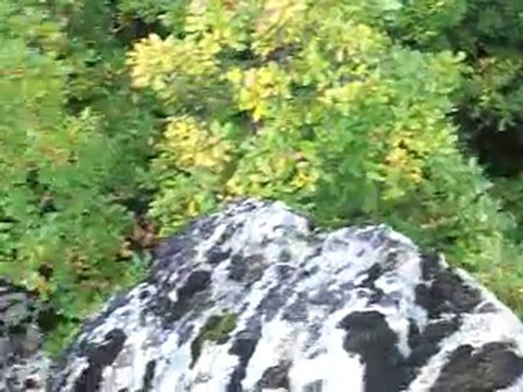 GÜMÜŞHANE KELKİT ÇAMBAŞI KÖYÜ MAZU TAŞI ALTINDA AYI KÜTÜRTÜS