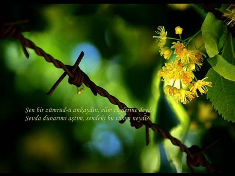 Fırat Nadir BİLGİN - Ihlamurlar çiçek açtığı zaman