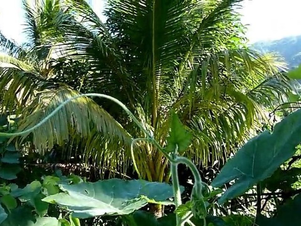 Rasta