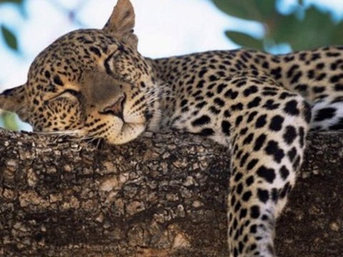 Duran Duran: The Man Who Stole a Leopard