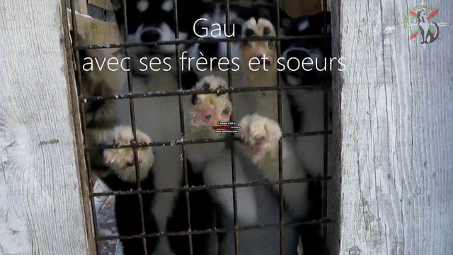 Allons chercher Gau !!! Voyage dans le Vercors...