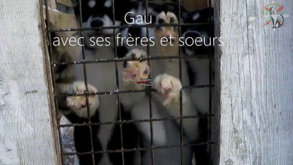 Allons chercher Gau !!! Voyage dans le Vercors...