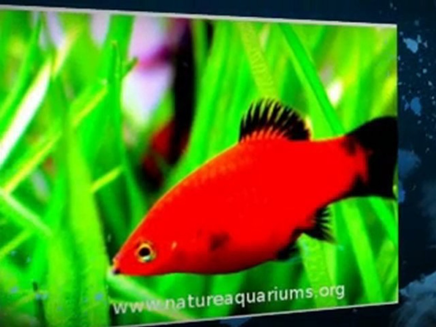 ⁣Nature Aquariums