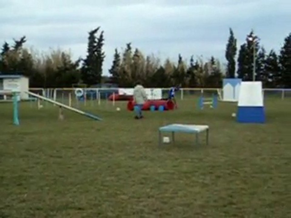 Entrainement d'agility pour Arko