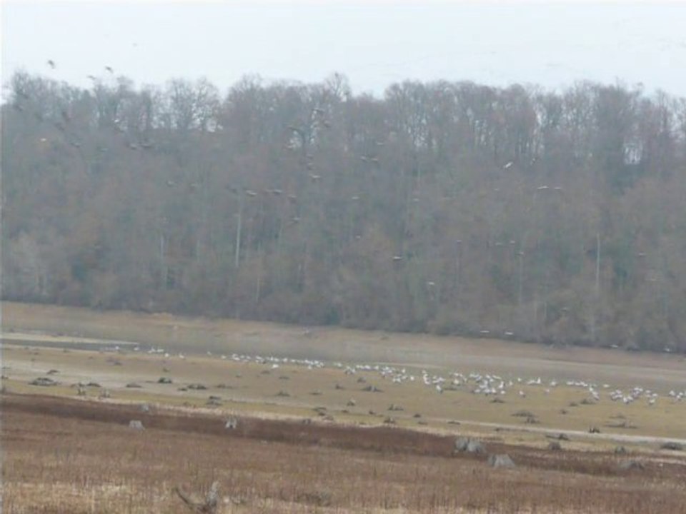 Grues cendrées arrivant au lac de Puydarrieux (65) en soirée (Grus grus)
