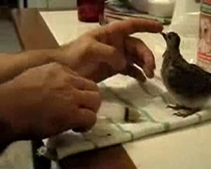 T.Ş.G.F-Yavru Güvercini  Besleme-4