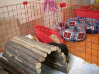 Edouard et MIchka dans leur parc (suite)