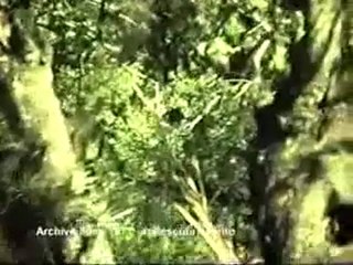 La Pava Aliblanca Parte 2