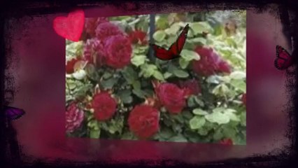 Collection de roses anglaises.(david austin)