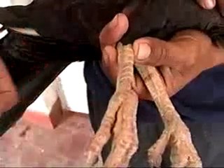 La Pava Aliblanca Parte 4