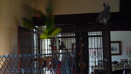 Biscotte,  Loulou et Loulette 3ème round