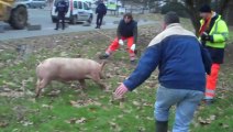 Cochon en fuite dans le centre-ville de Valenciennes (2)