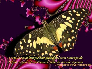 Papillon d'amitié-01-31-16-28_wmv