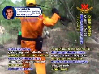 The Hong Kong Search and Rescue Dog Association - P1/2