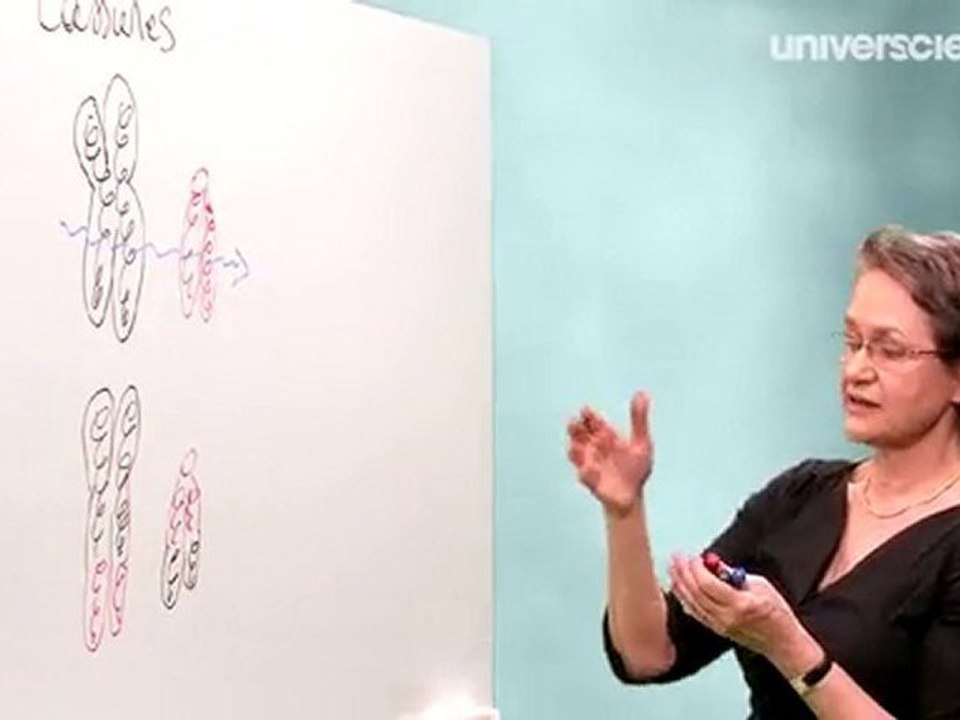 Les mutations génétiques