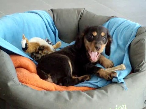 cocker anglais dur dur le réveil !!!!!!