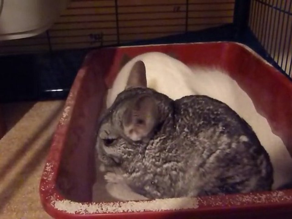 Bain Praline et Miel Pops