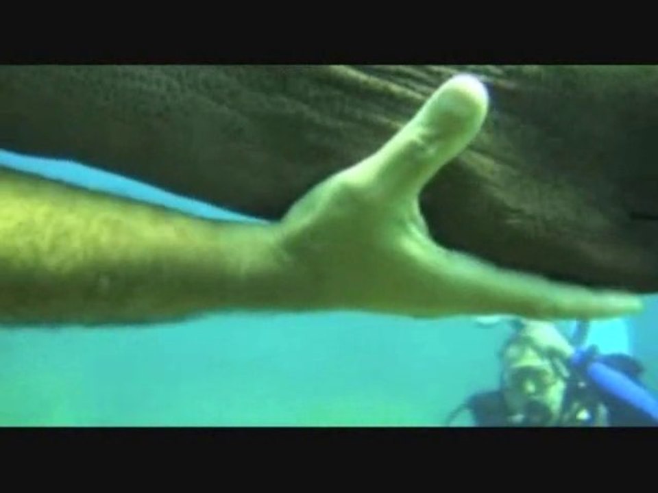 RODEO A L'ILE MAURICE LE FILM