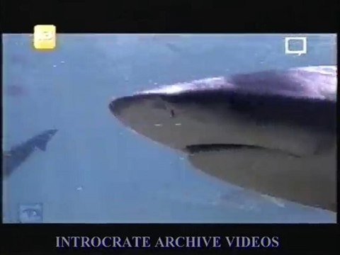 Traque au Prédateur, L'invasion des Requins - 2 de 3