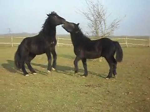POULAINS MERENS DE 22 MOIS jeux de poulains soleil d' hiver 30/01